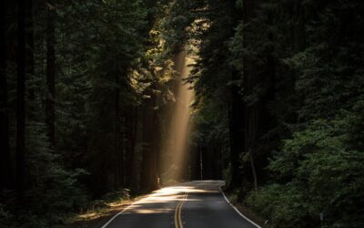 Efficient Brush Clearing Services Near Me: A Comprehensive Guide